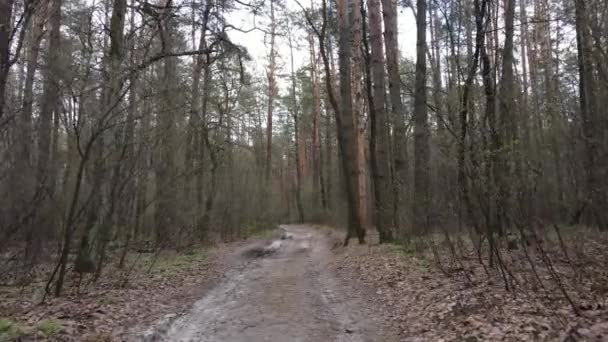 Strada nella foresta durante il giorno, rallentatore — Video Stock