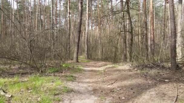 Дорога в лісі протягом дня, повільний рух — стокове відео