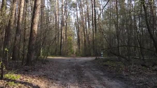 Дорога в лесу днем, замедленная съемка — стоковое видео