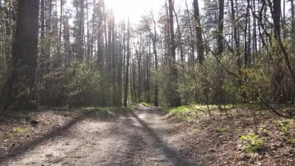 Gün boyunca ormanda yol, ağır çekim. — Stok video