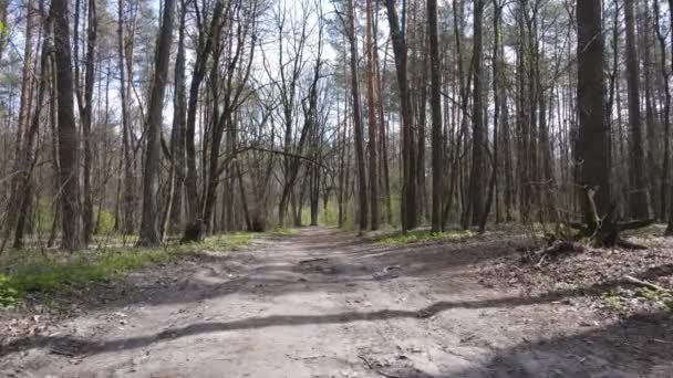 Camino en el bosque durante el día, cámara lenta — Vídeos de Stock