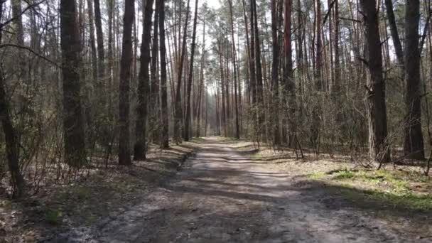 Δρόμος στο δάσος κατά τη διάρκεια της ημέρας, αργή κίνηση — Αρχείο Βίντεο