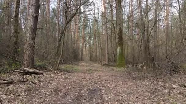 Út az erdőben nappal, lassított felvétel — Stock videók