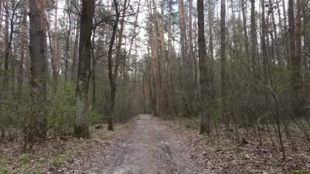 Väg i skogen under dagen, slow motion — Stockvideo