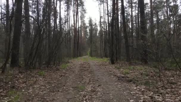 Väg i skogen under dagen, slow motion — Stockvideo