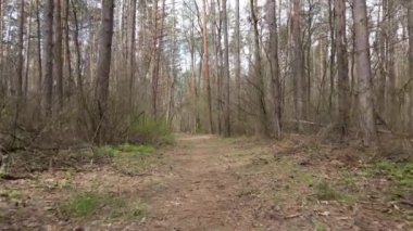 Gün boyunca ormanda yol, ağır çekim.