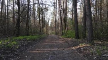 Gün boyunca ormanda yol, ağır çekim.