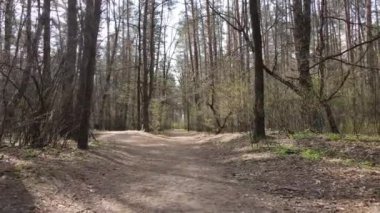 Gün boyunca ormanda yol, ağır çekim.