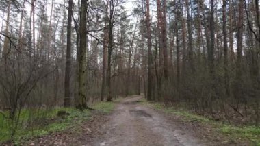 Gün boyunca ormanda yol, ağır çekim.