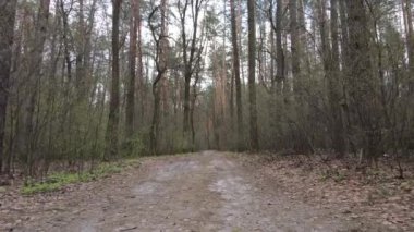 Gün boyunca ormanda yol, ağır çekim.