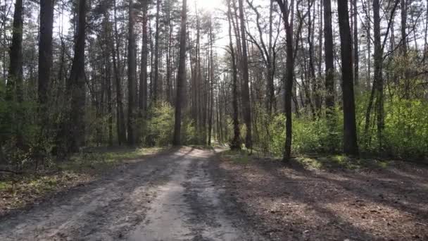 낮 에는 숲 속의 도로, 느린 동작 — 비디오