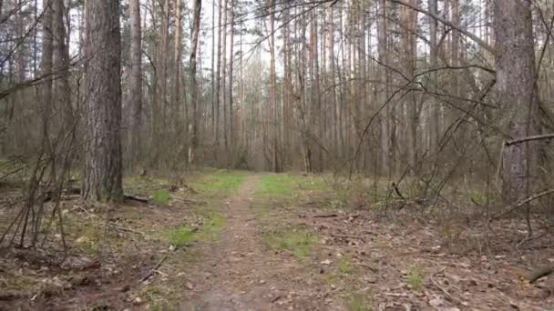 Strada nella foresta durante il giorno, rallentatore — Video Stock