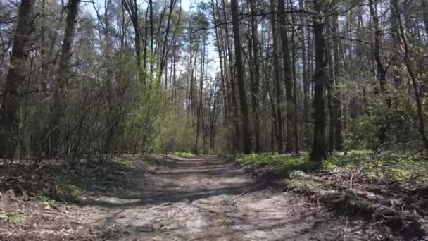 Strada nella foresta durante il giorno, rallentatore — Video Stock