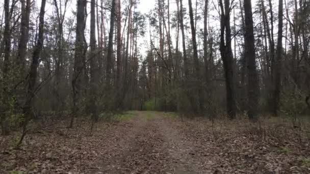 Väg i skogen under dagen, slow motion — Stockvideo