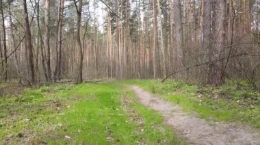 Gün boyunca ormanda yol, ağır çekim.