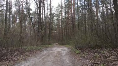 Gün boyunca ormanda yol, ağır çekim.