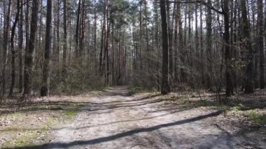 Gün boyunca ormanda yol, ağır çekim.