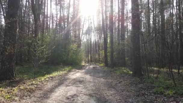 Gün boyunca ormanda yol, ağır çekim. — Stok video