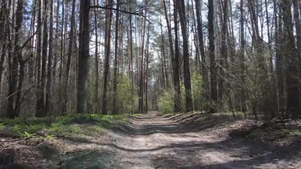 Strada nella foresta durante il giorno, rallentatore — Video Stock