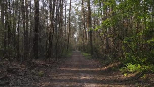 Strada nella foresta durante il giorno, rallentatore — Video Stock