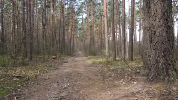 Väg i skogen under dagen, slow motion — Stockvideo