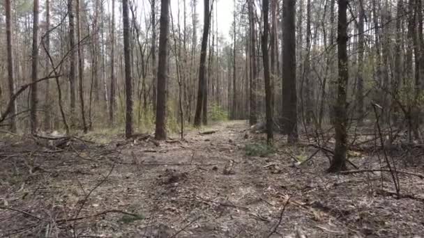 Camino en el bosque durante el día, cámara lenta — Vídeos de Stock