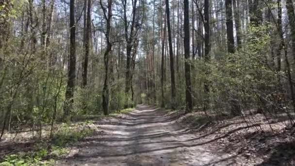 Estrada na floresta durante o dia, câmera lenta — Vídeo de Stock