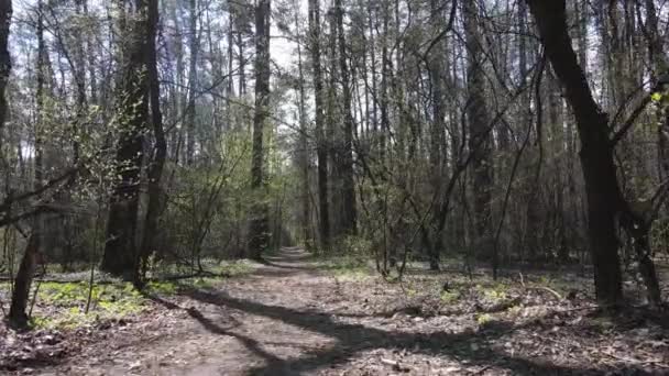 Estrada na floresta durante o dia, câmera lenta — Vídeo de Stock