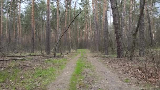 Strada nella foresta durante il giorno, rallentatore — Video Stock