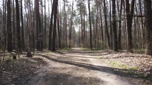 Дорога в лесу днем, замедленная съемка — стоковое видео