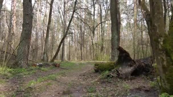 Дорога в лесу днем, замедленная съемка — стоковое видео