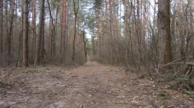 Gün boyunca ormanda yol, ağır çekim.