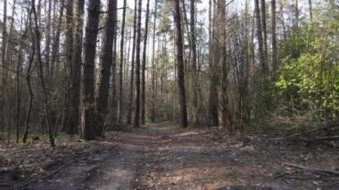 Gün boyunca ormanda yol, ağır çekim.