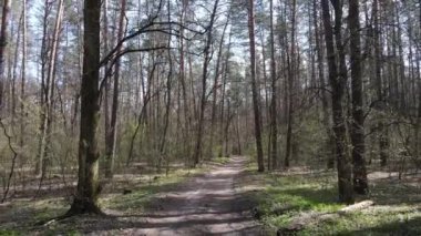 Gün boyunca ormanda yol, ağır çekim.
