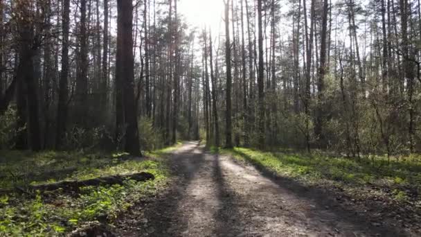 Strada nella foresta durante il giorno, rallentatore — Video Stock