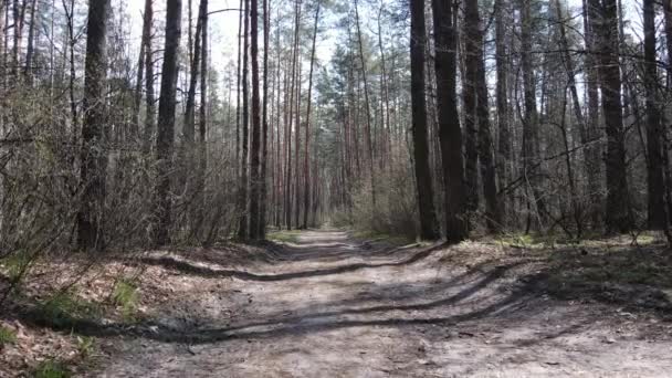 Camino en el bosque durante el día, cámara lenta — Vídeo de stock