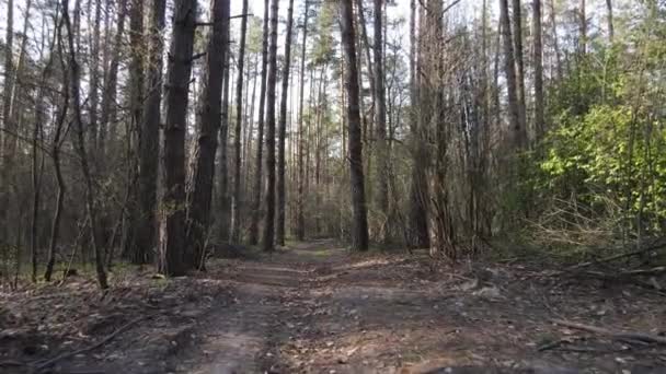 Vei i skogen i løpet av dagen, sakte bevegelse – stockvideo