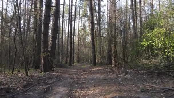 Strada nella foresta durante il giorno, rallentatore — Video Stock