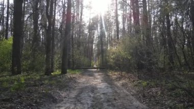 Gün boyunca ormanda yol, ağır çekim.