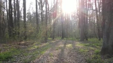 Gün boyunca ormanda yol, ağır çekim.