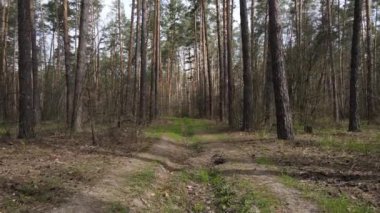 Gün boyunca ormanda yol, ağır çekim.