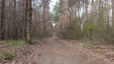 Gün boyunca ormanda yol, ağır çekim.