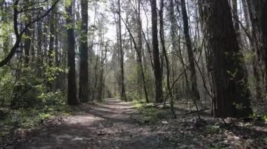 Gün boyunca ormanda yol, ağır çekim.