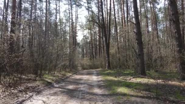 Road in the forest during the day, slow motion — Stock Video