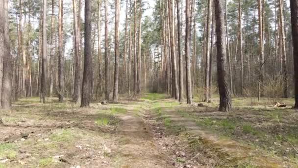 Camino en el bosque durante el día, cámara lenta — Vídeo de stock