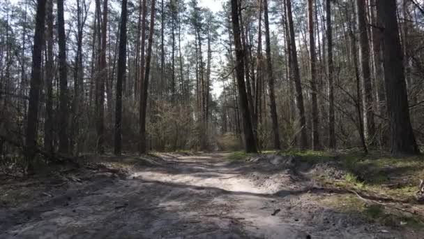 Droga w lesie w ciągu dnia, zwolnione tempo — Wideo stockowe
