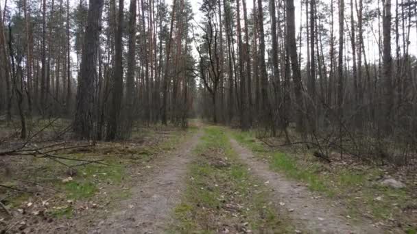 Väg i skogen under dagen, slow motion — Stockvideo