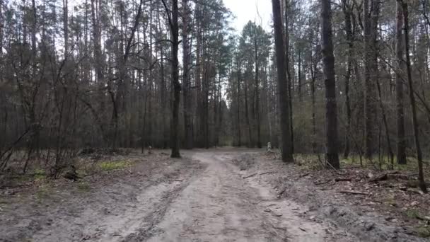 Strada nella foresta durante il giorno, rallentatore — Video Stock