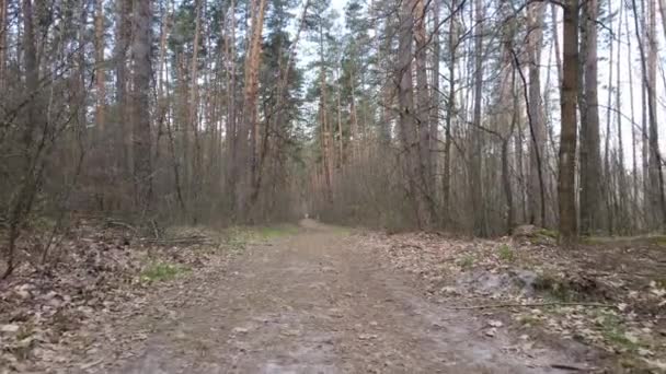 Strada nella foresta durante il giorno, rallentatore — Video Stock