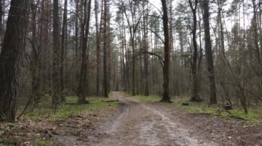 Gün boyunca ormanda yol, ağır çekim.